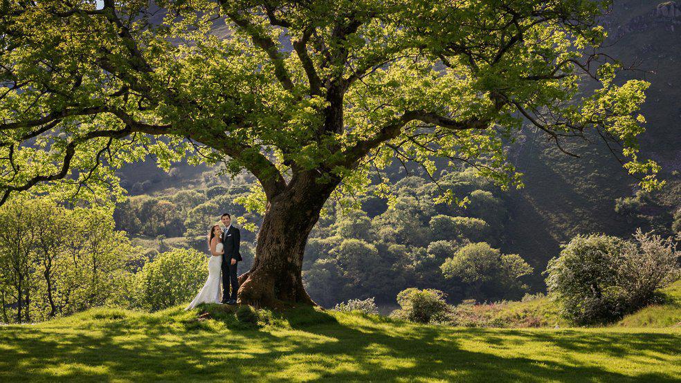 The amazing tree at Llyn Gwynant Barns, perfect shade for a bride and groom on a clear day