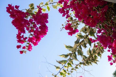 Tavira - Remembrance day